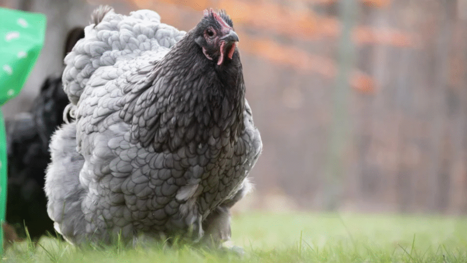 cochin chicken
