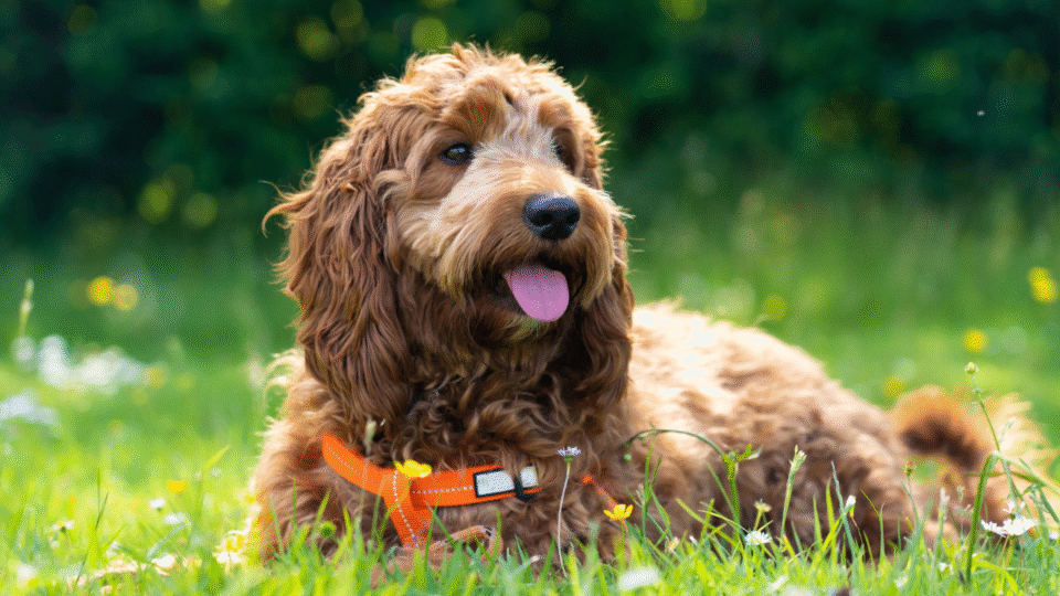 cockapoo puppies